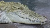 Glebbazarov profile picture