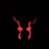 Nivellin profile picture