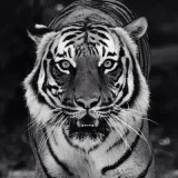 Dobryak profile picture