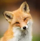 Lover_fox1 profile picture
