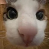 triniksy profile picture