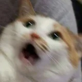 spacecat13